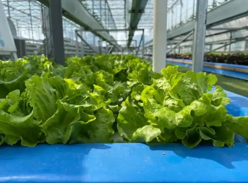 某农业科技公司厂房改造项目